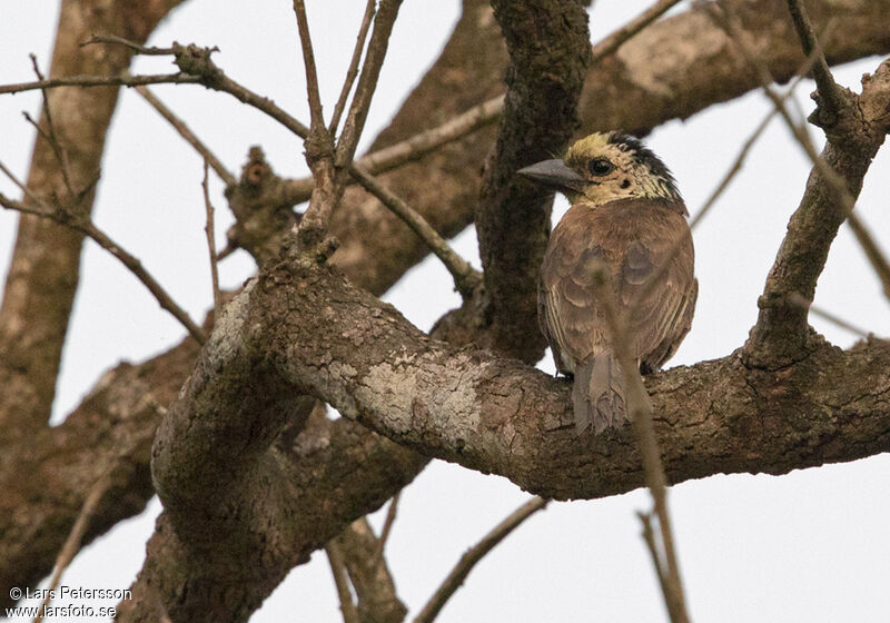 Anchieta's Barbet