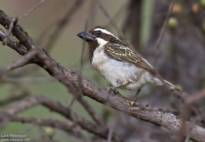 Black-throated Barbetadult, identification