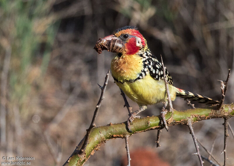 Red-and-yellow Barbet