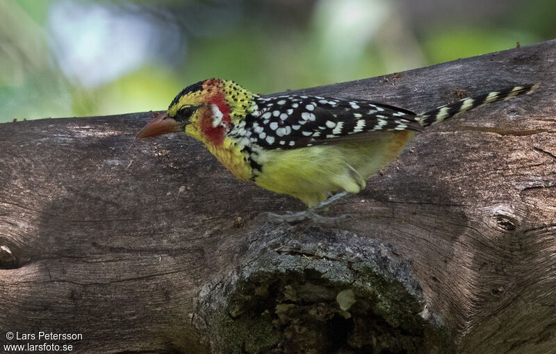 Red-and-yellow Barbet