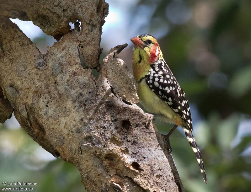 Red-and-yellow Barbet