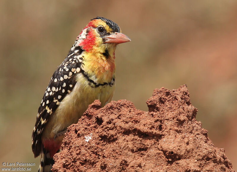 Red-and-yellow Barbet