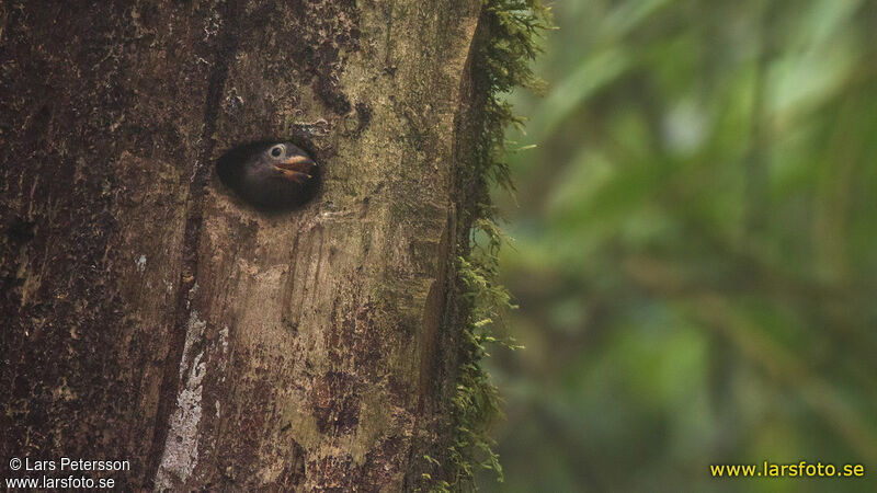 Naked-faced Barbet