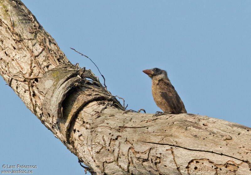 Naked-faced Barbet