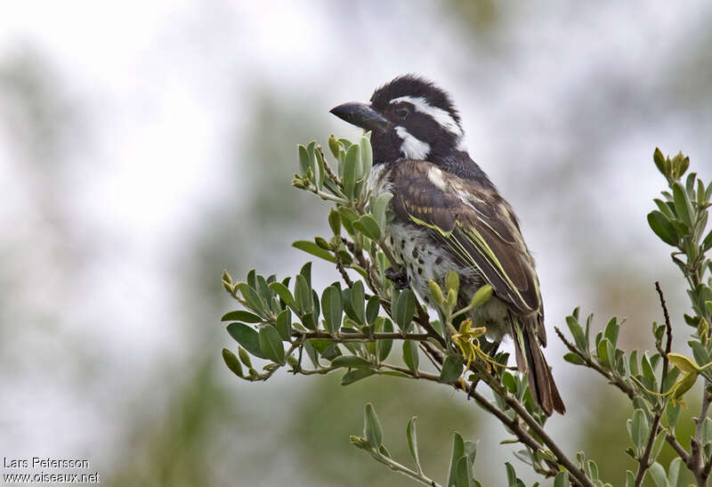 Spot-flanked Barbet female adult, identification