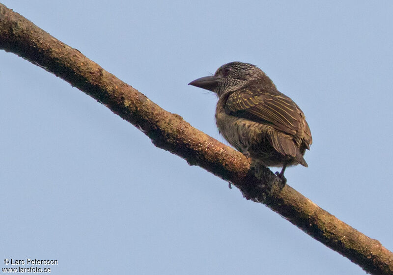 Hairy-breasted Barbet