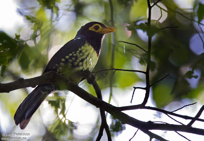 Yellow-billed Barbet