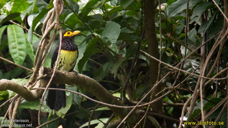 Eastern Yellow-billed Barbetadult, habitat