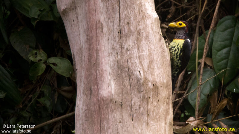 Eastern Yellow-billed Barbet