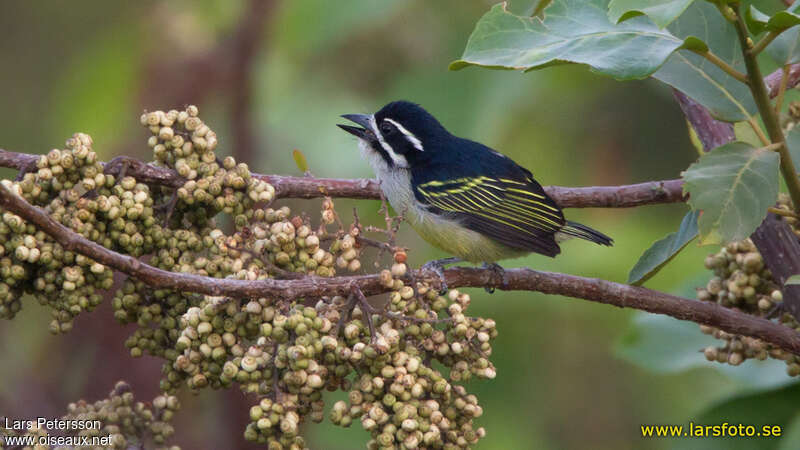 Yellow-rumped Tinkerbirdadult, Behaviour