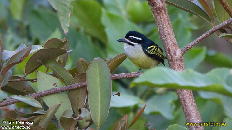 Yellow-rumped Tinkerbird