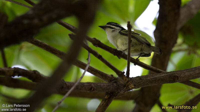 Yellow-rumped Tinkerbird