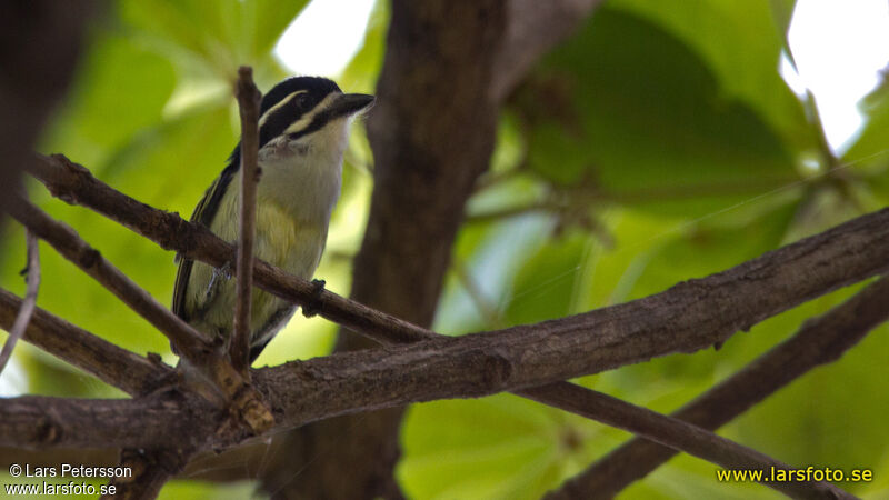 Yellow-rumped Tinkerbird