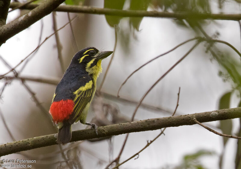 Red-rumped Tinkerbird