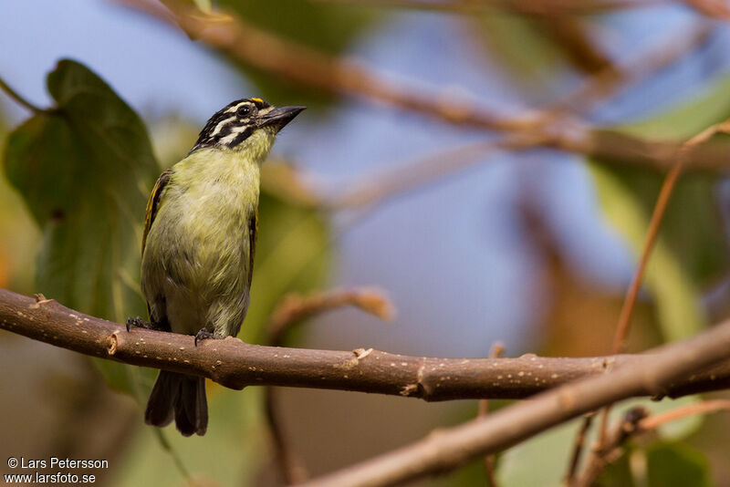 Yellow-fronted Tinkerbird