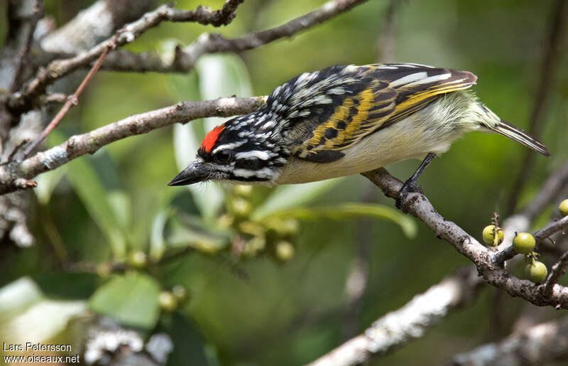 Red-fronted Tinkerbirdadult, Behaviour