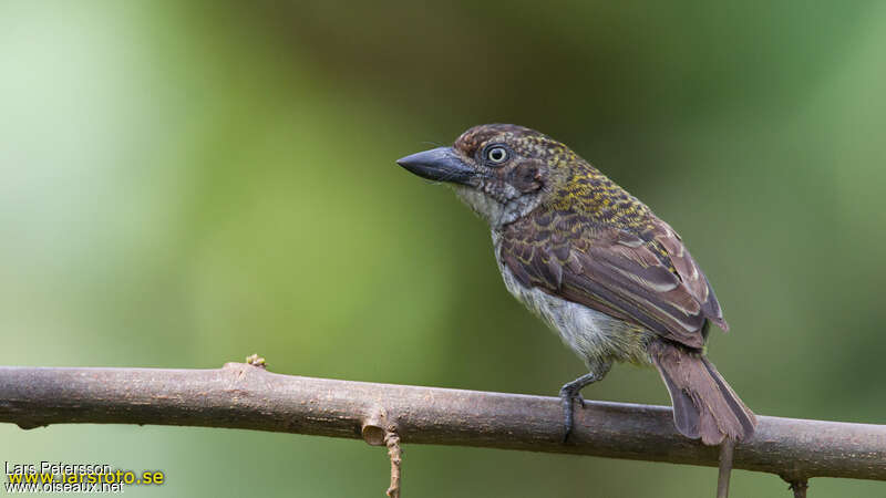 Speckled Tinkerbirdadult, identification