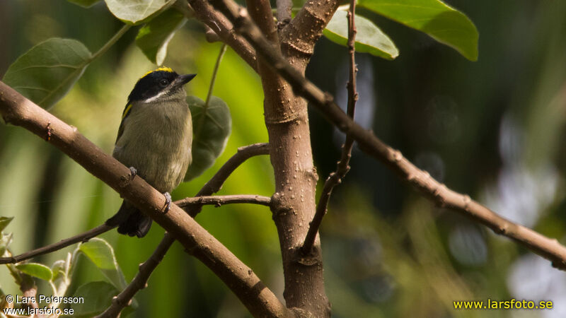 Western Tinkerbird