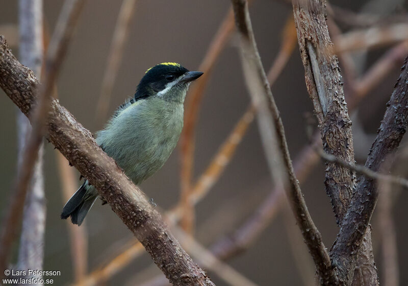 Western Tinkerbird