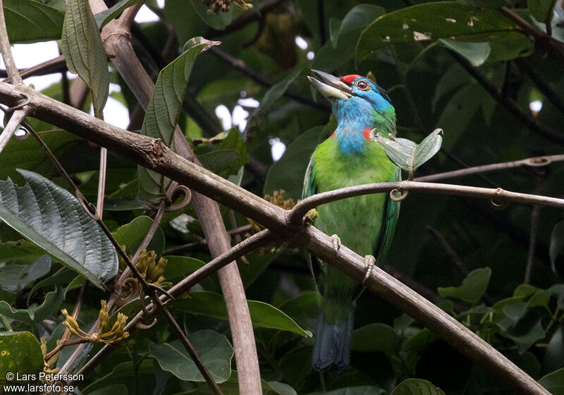 Blue-throated Barbet