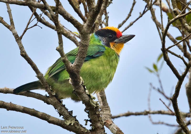 Necklaced Barbetadult, identification