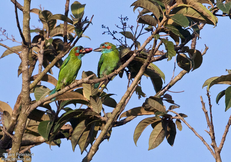 Black-eared Barbet