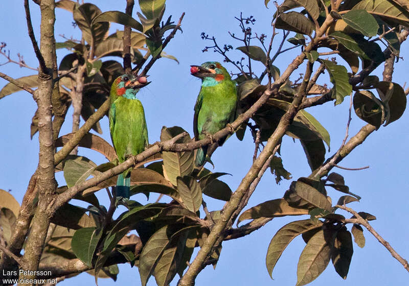 Black-eared Barbet, identification