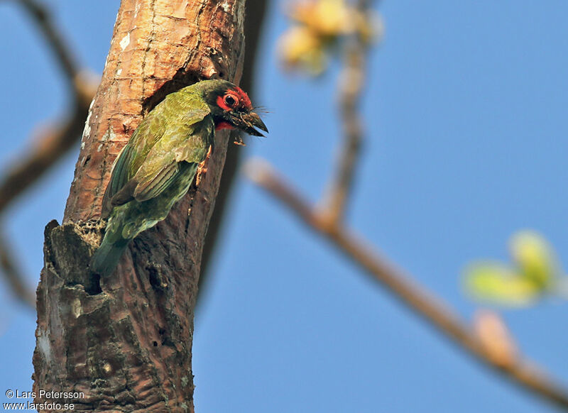 Barbu à plastron rouge