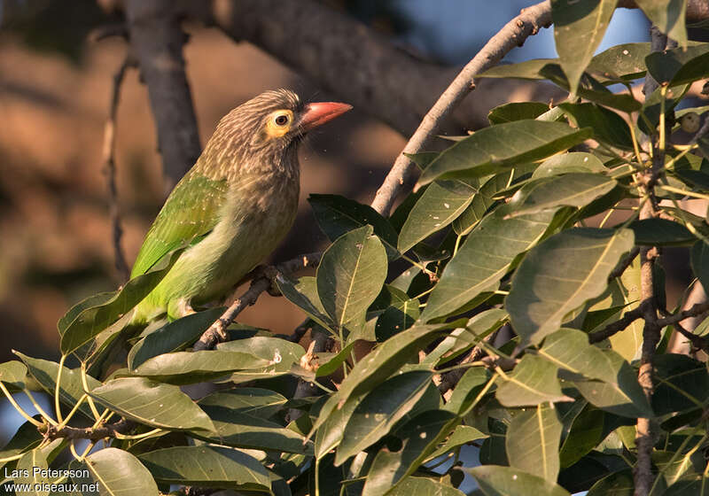 Brown-headed Barbetadult, identification