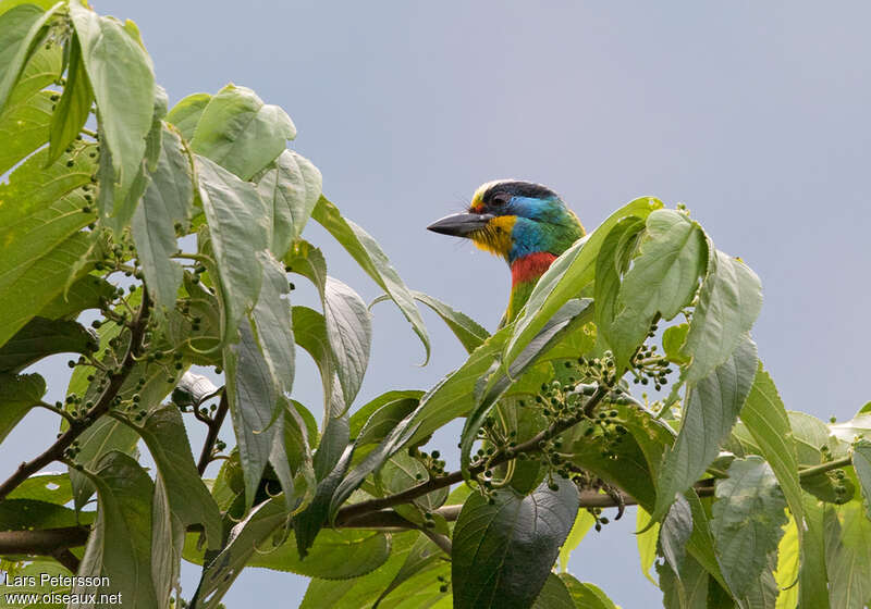 Taiwan Barbetadult, habitat