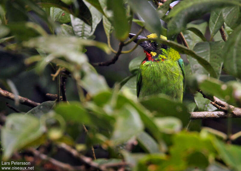 Black-banded Barbetadult, close-up portrait