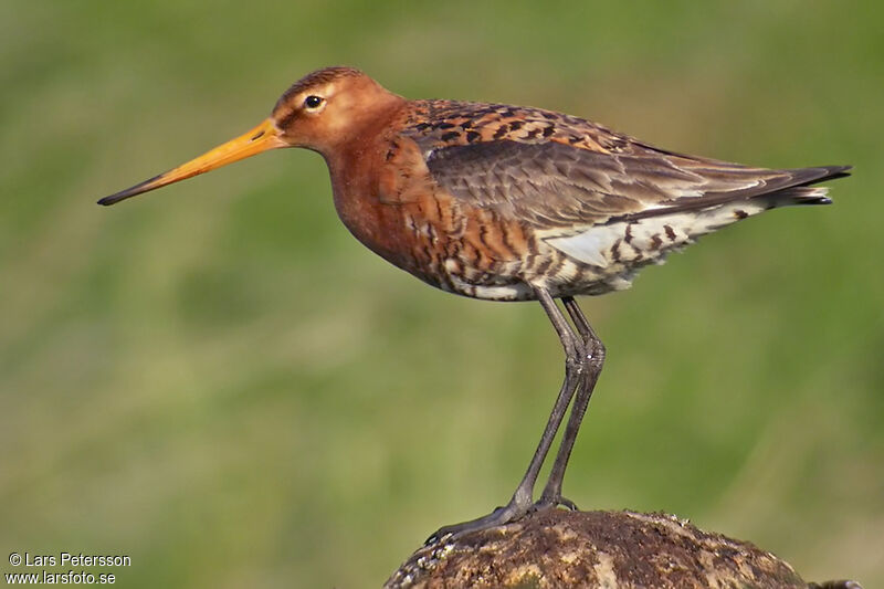 Black-tailed Godwit