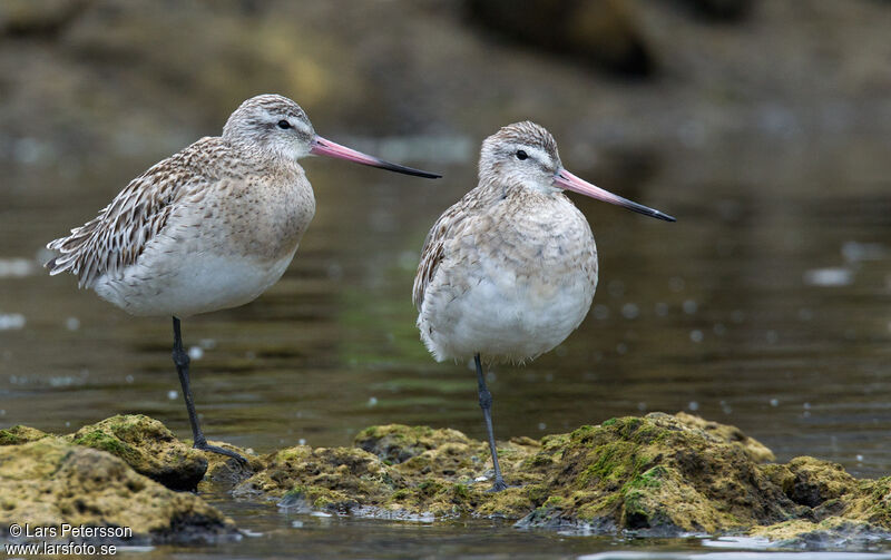 Bar-tailed Godwit