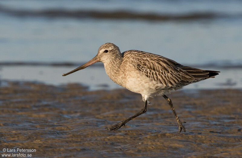 Bar-tailed Godwit