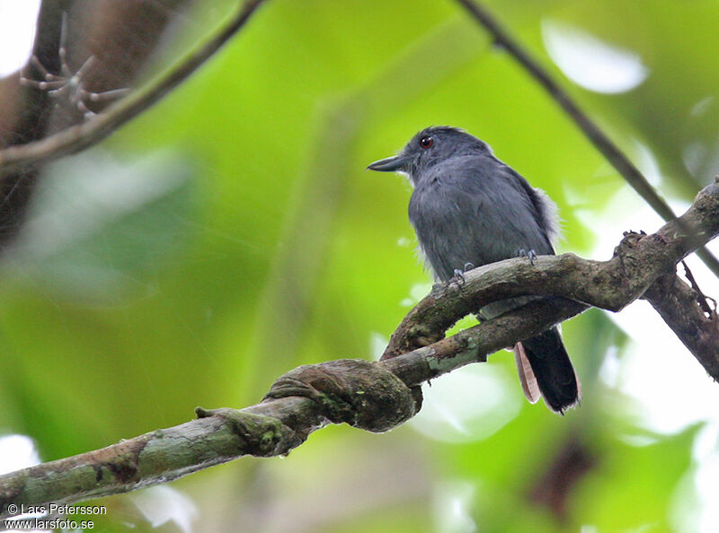 Batara à ailes unies