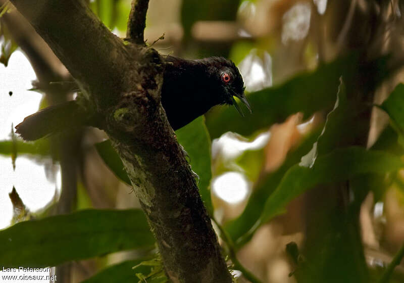 White-shouldered Antshrike male adult, identification