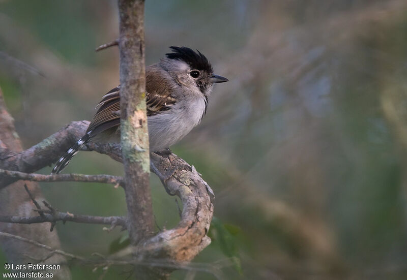 Silvery-cheeked Antshrike