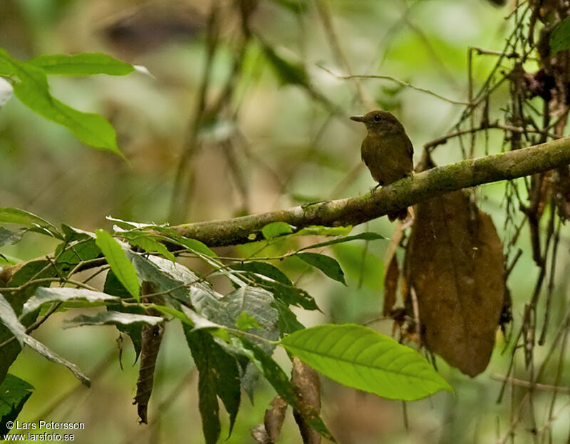 Dusky-throated Antshrike