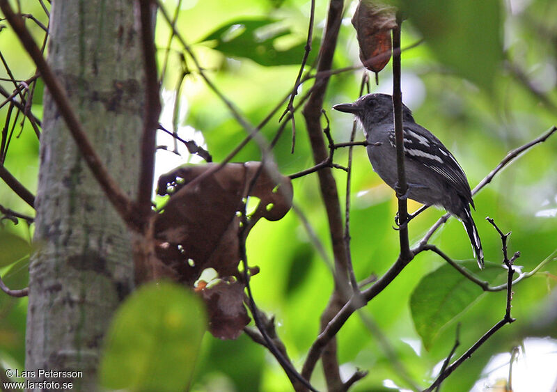 Amazonian Antshrike