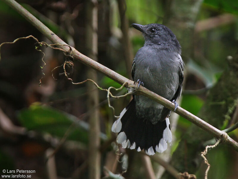 Amazonian Antshrike