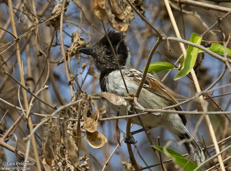 Collared Antshrike