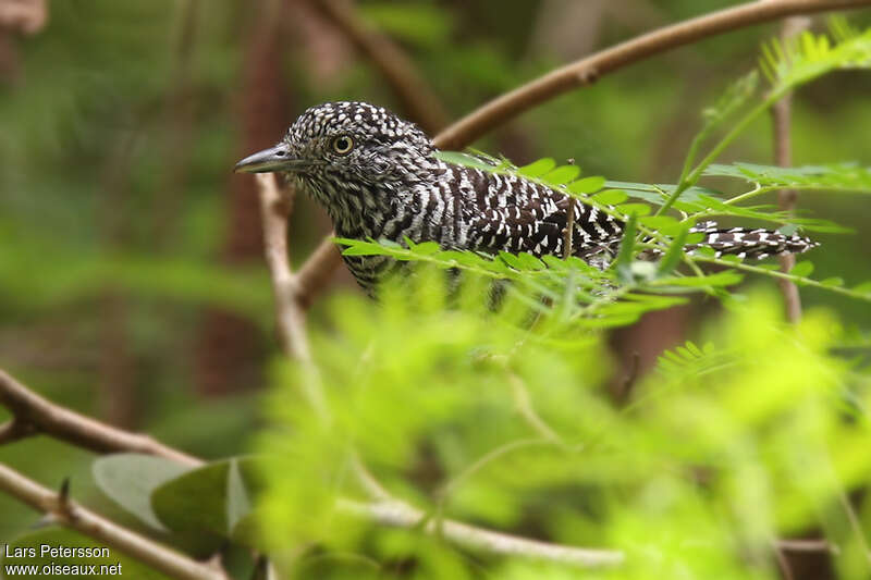 Bar-crested Antshrike male adult, habitat, pigmentation