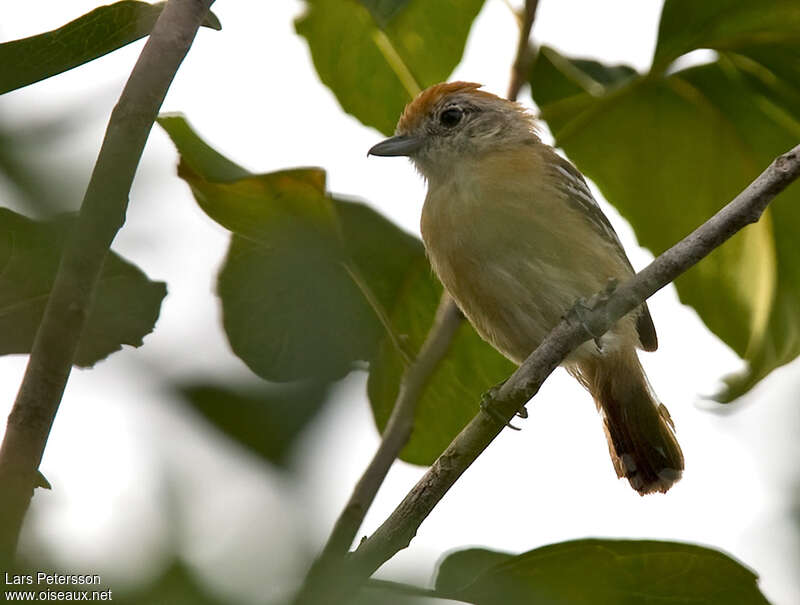 Planalto Slaty Antshrike female adult, habitat