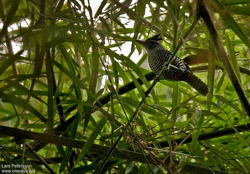 Batara des bambous mâle adulte, identification