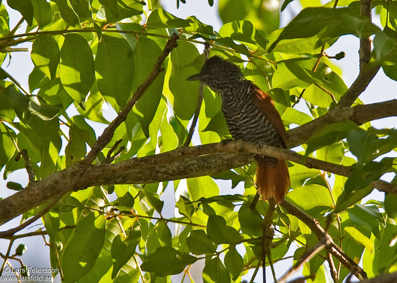 Chestnut-backed Antshrike