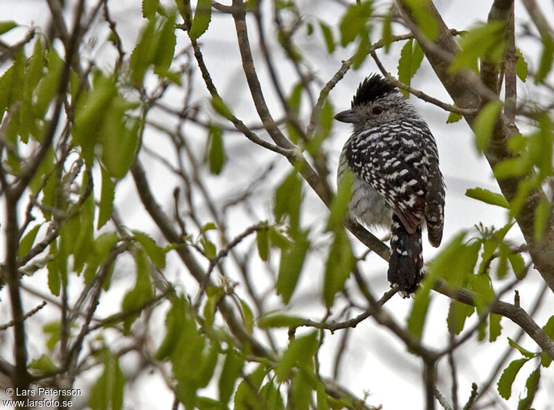 Barred Antshrike