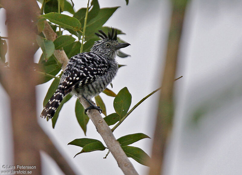 Barred Antshrike