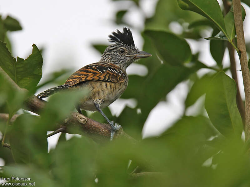 Batara rayéimmature, identification