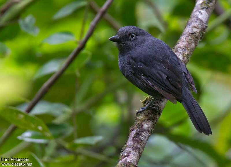 Uniform Antshrike male adult, identification