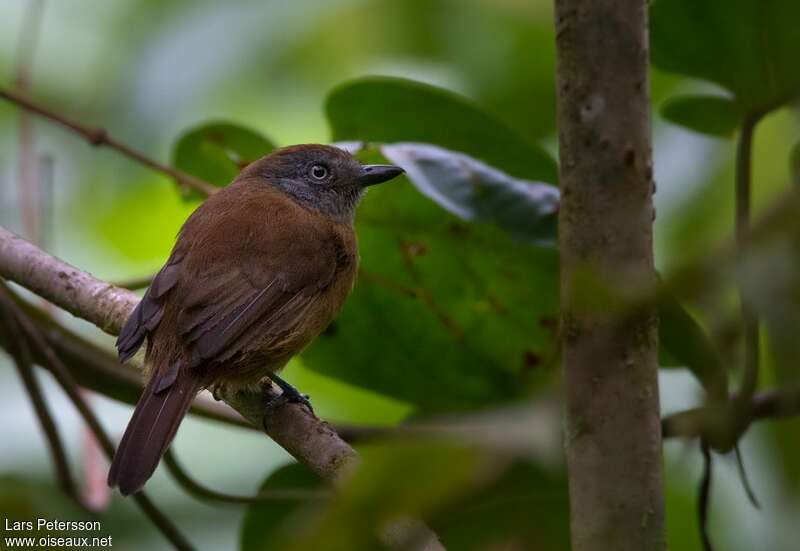 Uniform Antshrike female adult, identification